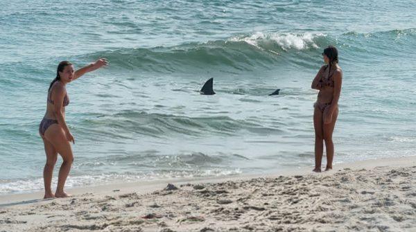 29 dead sharks on New Jersey beach leave scientists searching for answers