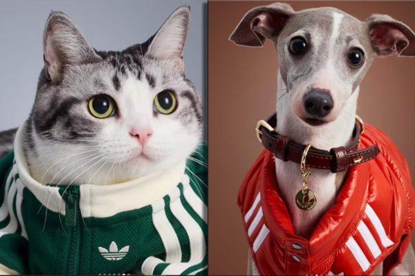 Adidas Unveils 2026 World Cup Pet Jerseys for Argentina, Mexico, and Colombia