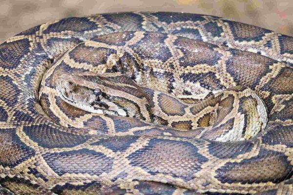 AI-driven index helps Florida target invasive pythons by reproductive impact
