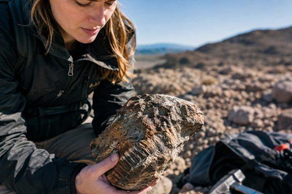 Bay Area creek yields rare 10,000-year-old mastodon molar
