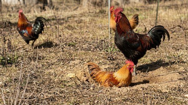 Brick Township bans roosters after years of noise complaints