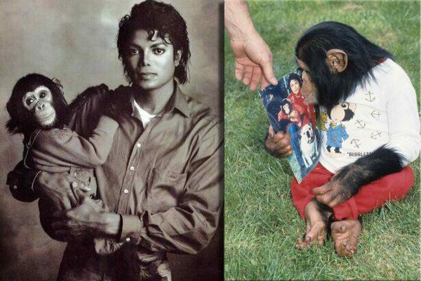 Bubbles the Chimp Didn't Inherit Millions, But Michael Jackson's Estate Still Covers His Care