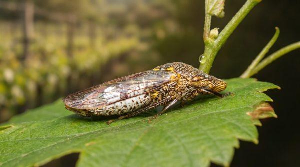 California Issues Urgent Plant Recall Over Invasive Insect Threatening Vineyards