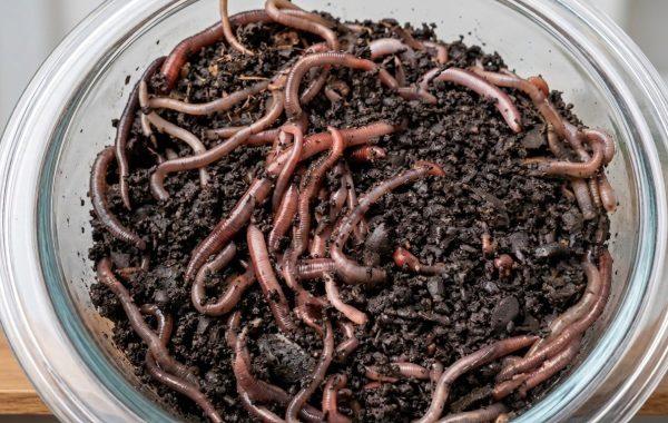 California's Soil Under Threat: The Invasion of Asian Jumping Worms