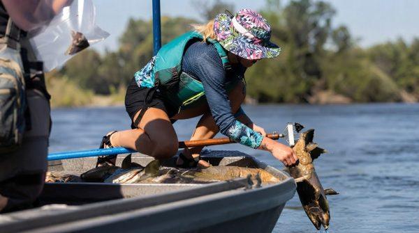 California salmon mystery solved: anchovy enzyme killing young Chinook