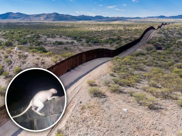 Chupacabra sightings near Juárez reignite border legend