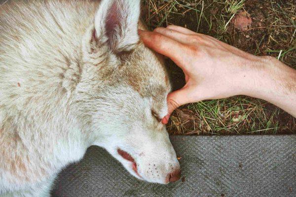 Compton family's husky found dead after being lured away; suspect sought