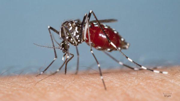 Dengue cases double in Florida in one week, health officials warn