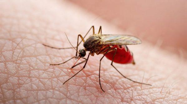 Dengue spreads locally in Florida as health officials urge vigilance