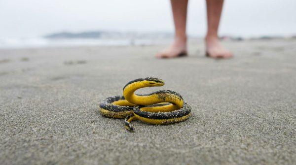 El Niño brings rare sea snakes and sharks to California beaches