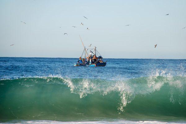 El Niño Brings Southern Fish to Northern California Waters