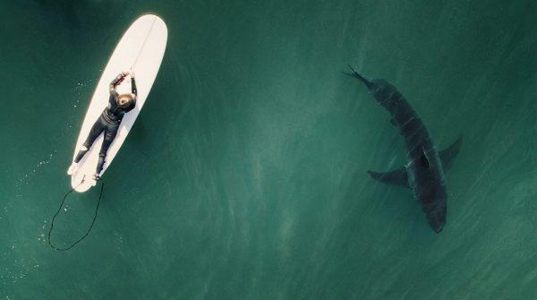 El Niño's warm waters bring tropical sea snakes and sharks to California beaches