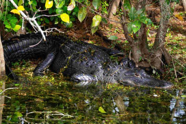 Everglades diver survives alligator ambush with camera as shield