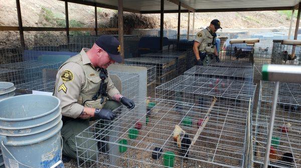 FBI raid in Miami-Dade uncovers massive rooster fighting ring