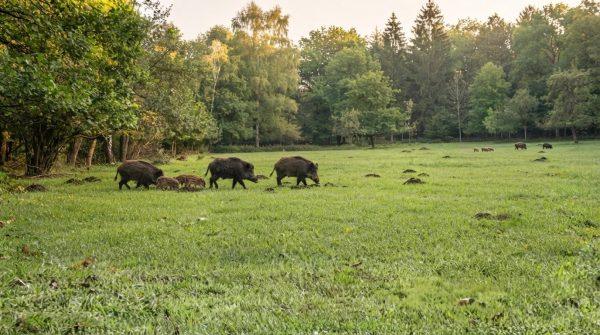Feral Hogs Wreck Lawns in Montgomery County as Development Displaces Wildlife