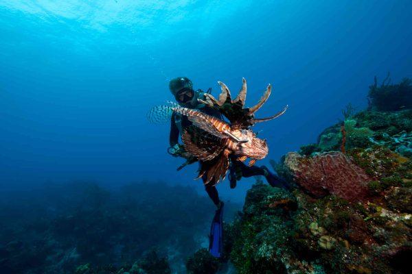 Florida divers break record by removing 36,000 lionfish from Atlantic reefs