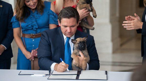 Florida enacts stricter pet purchase protections for dog and cat buyers