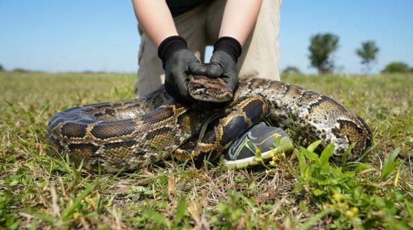 Florida pays hunters to catch invasive pythons, with bigger snakes earning more