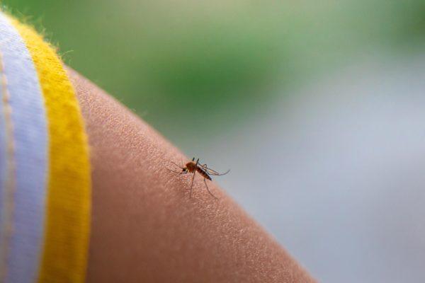 Florida records first dengue death in nearly a century, sparking health alerts