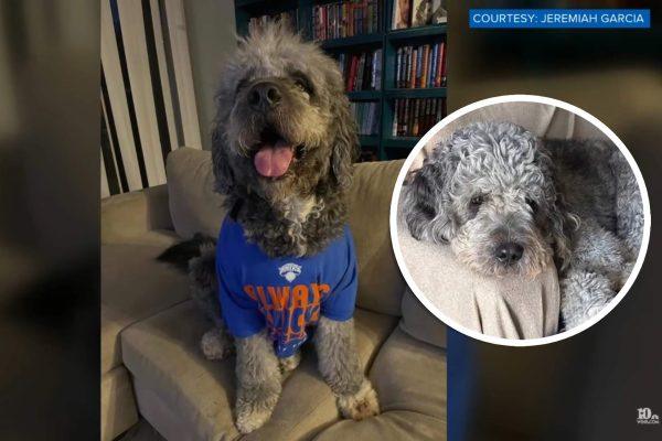 GoFundMe for Knicks fan's dog killed by LAPD surpasses $115,000