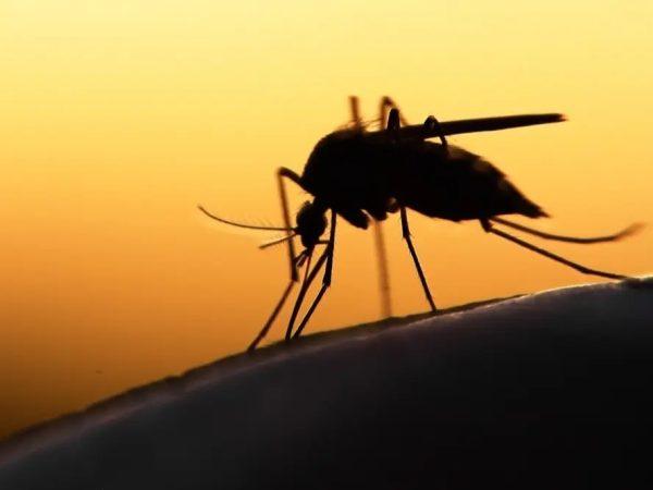 Google's Parent Company Plans to Release Millions of Modified Mosquitoes in California to Fight Dengue and Zika
