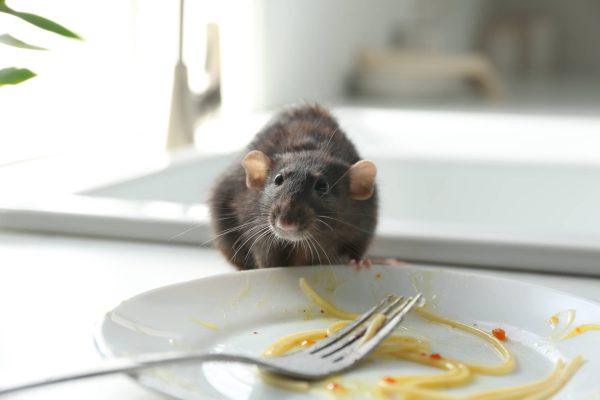Hialeah Mall Restaurant Fails Inspection with 50+ Rodent Droppings