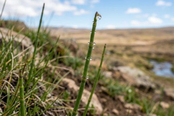 Horsetail Plant's Extreme Water Isotopes Offer New Clues to Ancient Climates