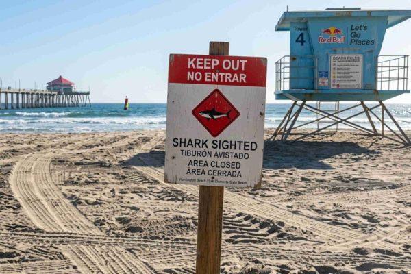 Huntington Beach closes two miles of coast after white shark sighting