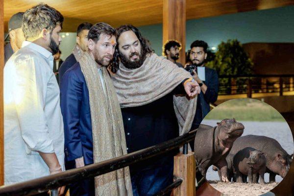 Indian Billionaire Offers to Move Pablo Escobar's Hippos to Sanctuary in Gujarat