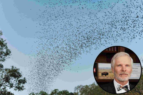 Inside Ted Turner's New Mexico ranch, a bat colony thrives in ancient lava caves