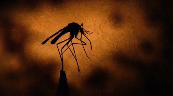 LA County reports first West Nile virus death of the season