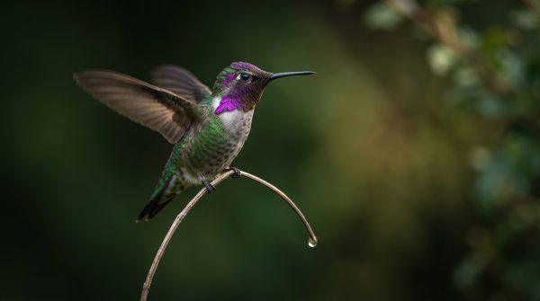 Lake Jackson becomes a hummingbird haven each September