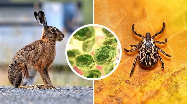 Long Island Health Alert: Rare Rabbit Fever Cases Confirmed in Suffolk County