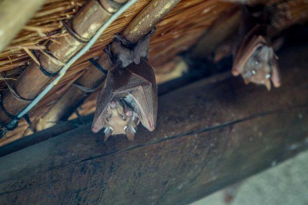 Los Angeles County on alert as rabid bat cases hit record high