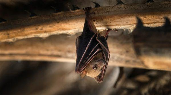 Los Angeles County sees record rabid bat cases; here's how to stay safe
