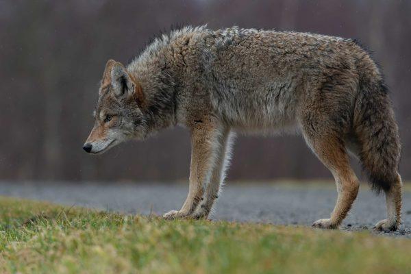 Los Angeles man faces charges after coyote he fed bit toddler