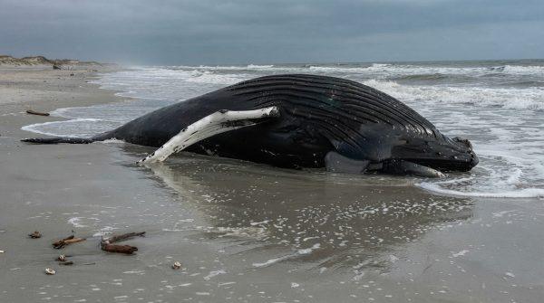 New Jersey beach issues warning after whale carcass washes ashore