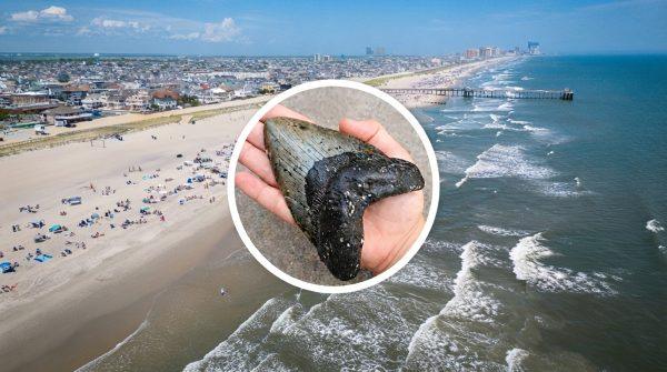 New Jersey father and son find rare megalodon tooth on Sea Isle City beach