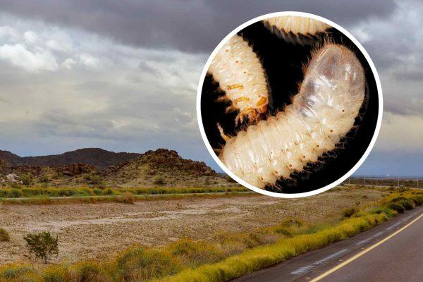 New World Screwworm Detected 25 Miles from Texas Border, Triggering Biosecurity Response