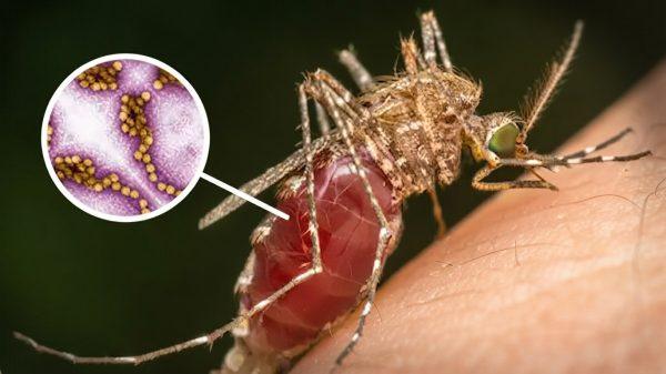 New York confirms first human West Nile case of 2026 as mosquito pools surge