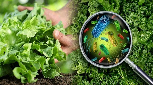 New York Cyclospora Cases Surge: How to Safely Handle Fresh Produce