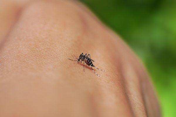 New York Mosquito Season: West Nile Virus Prevention Tips for Latino Communities