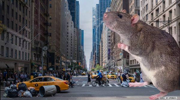 New York's new rat rules hit property owners with hefty fines