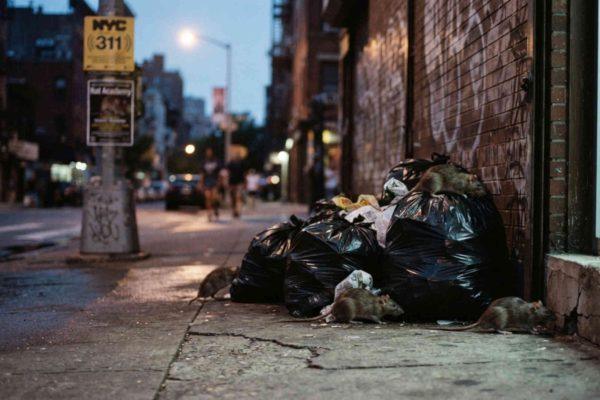 New York's Rat Plague Intensifies This Summer: What Latino Residents Need to Know