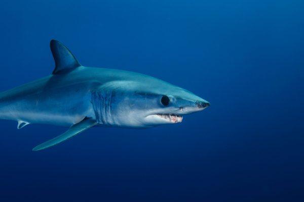 New York's 'Sharkzilla' Was No Mutant: DNA Reveals a Mako