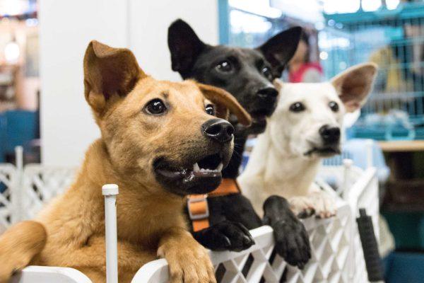 NYC Overhauls Dog Adoption with Lower Fees and Personalized Matching