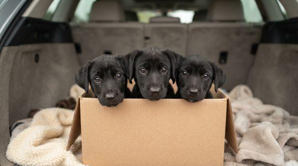 NYC Puppy Sales From Cars Uncover a Hidden Trafficking Ring