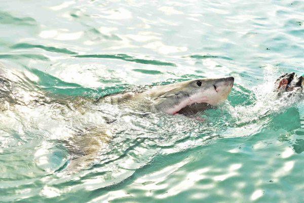 Panama City shark attack victim's GoFundMe tops $159K as community unites
