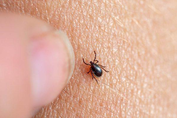 Powassan Virus Cases Rise in US: What Latinos Need to Know About Tick-Borne Disease