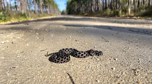 Rattlesnakes share Florida and Texas beaches: what to know before you go